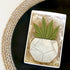 Succulent Plant Set (Little Biskut)